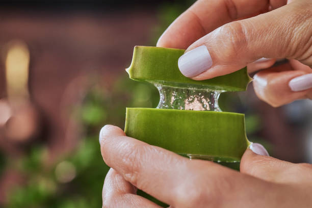 Woman hands holding aloe vera slices